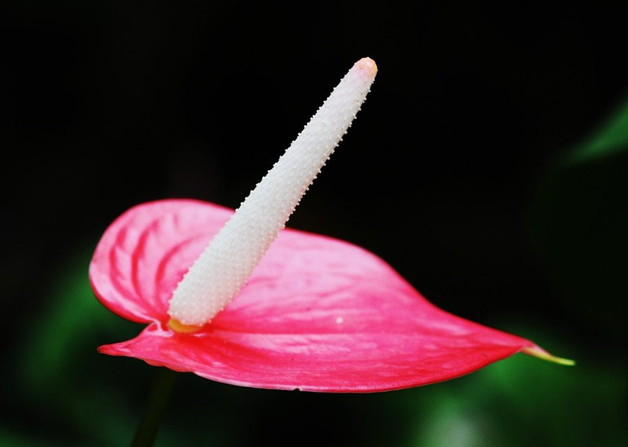 Anturios