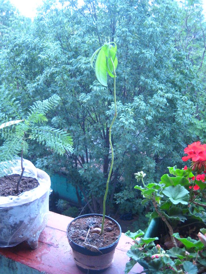Árbol de Aguacate