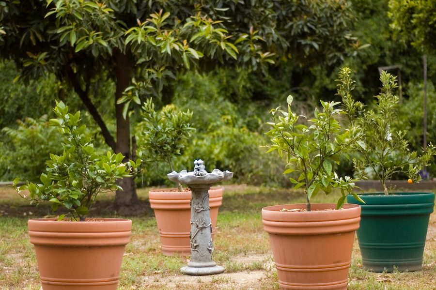 Árbol de Limón