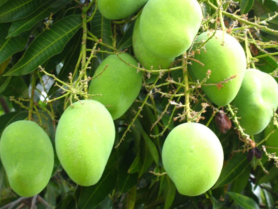 Árbol de Mango