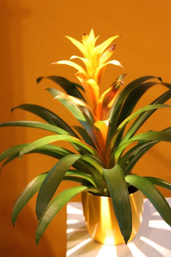Bromelias