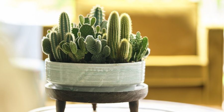 Cactus Variados