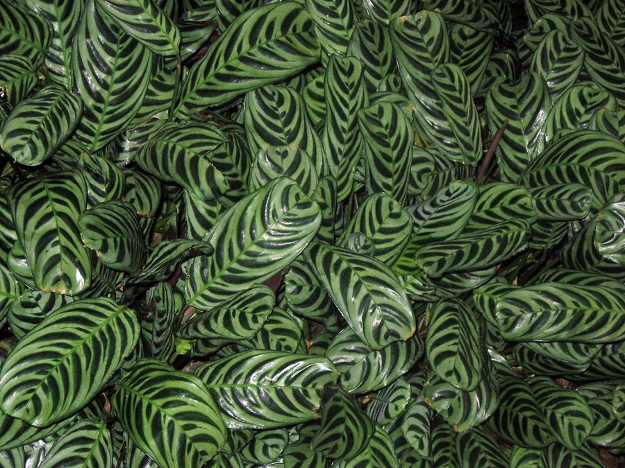 Calatea (Planta de Oración)