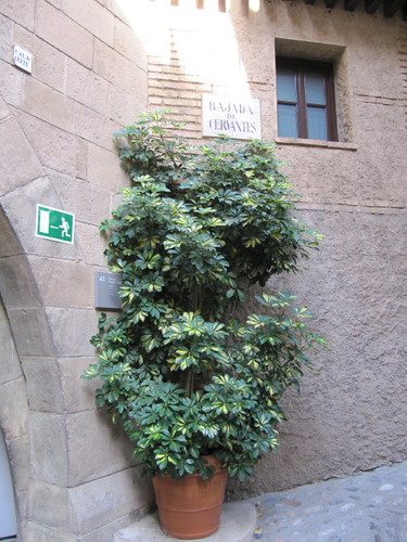 Cheflera (Schefflera)