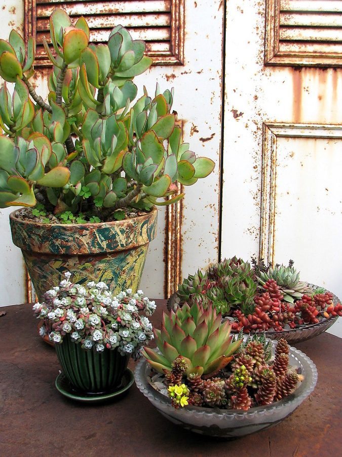 Plantas con Flor de Temporada