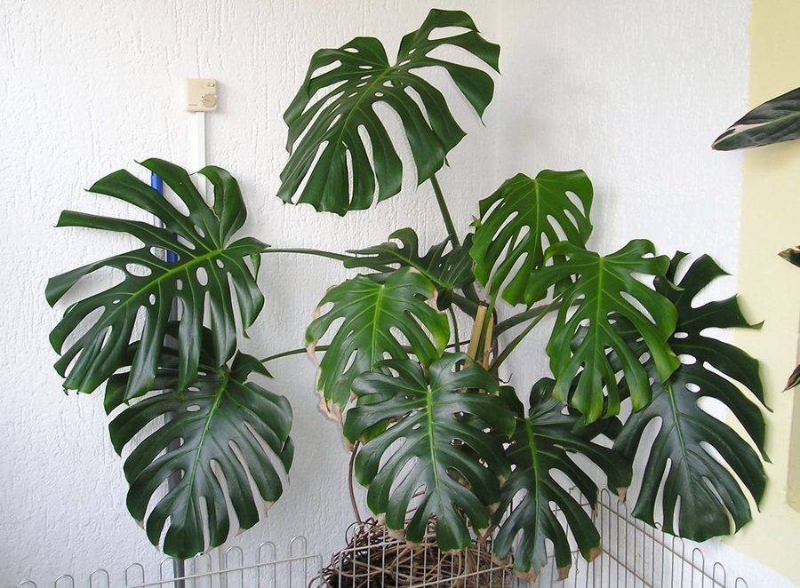 Monstera (Costilla de Adán)