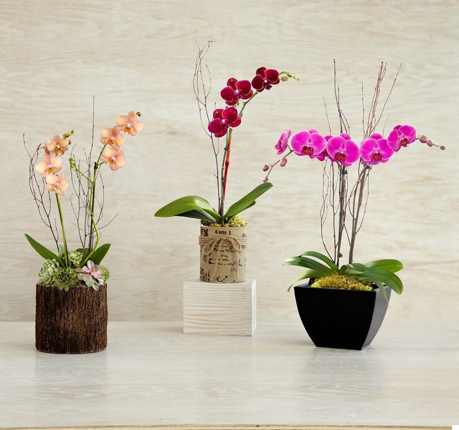 Orquídea Phalaenopsis en Tiesto