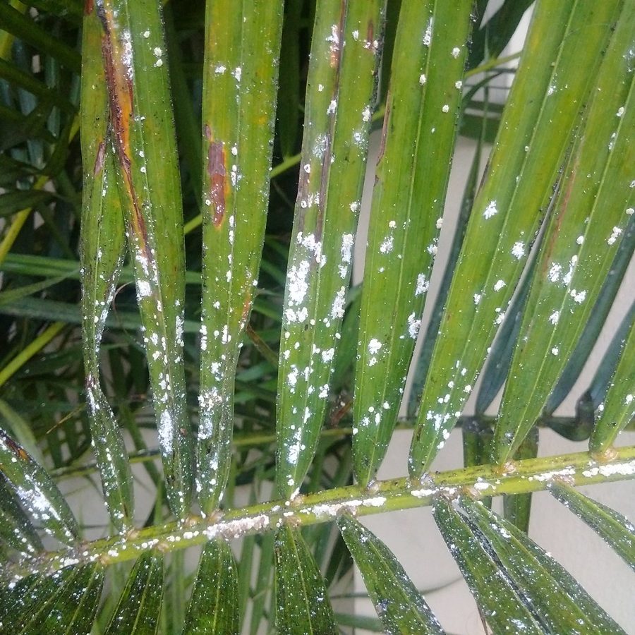 Palma Areca