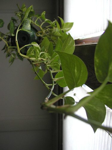 Pothos Colgante