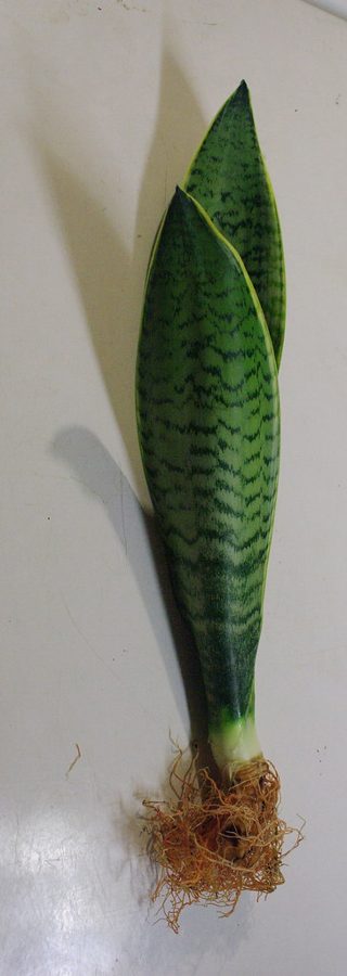 Lengua de Suegra (Sansevieria)